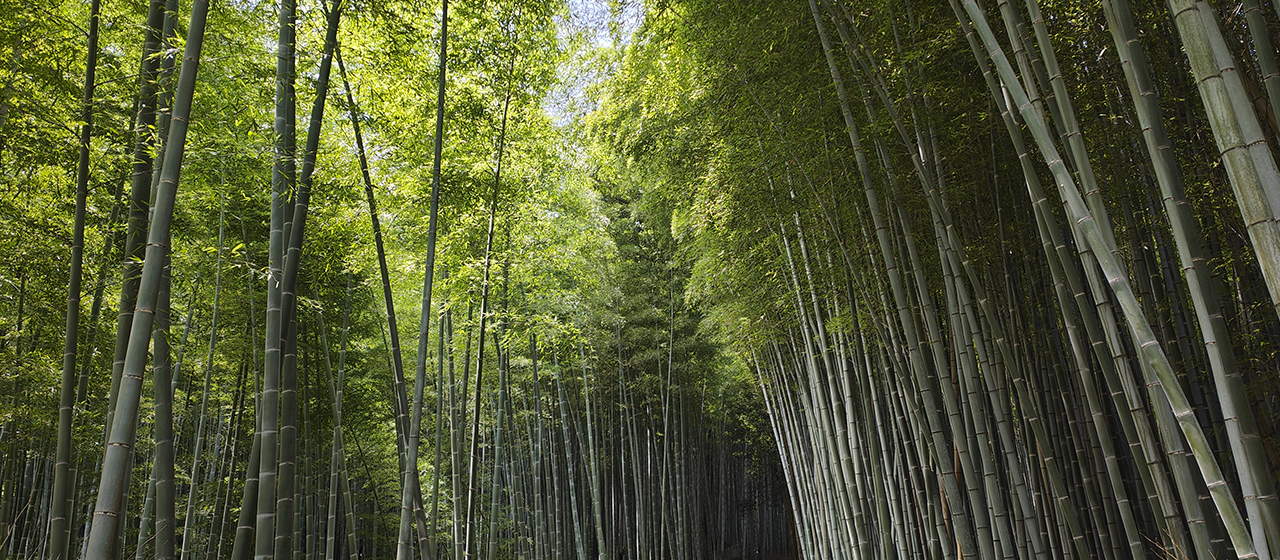 Japón.